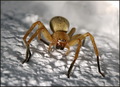 Olios argelasi&hellip;