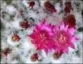 Mammillaria wo&hellip;