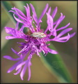 Adelphocoris l&hellip;