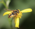 Helophilus pen&hellip;