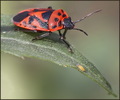 Eurydema ornat&hellip;