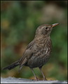 Kos Turdus mer&hellip;
