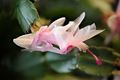 Schlumbergera &hellip;