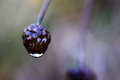 Maleno_cudovis&hellip;