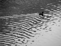dan 33 - pliva&hellip;