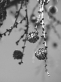 dan 36 - priro&hellip;