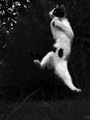 Karate mačka c&hellip;