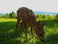 Bambi na paši &hellip;