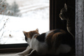 iz tople persp&hellip;