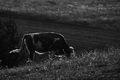 ....kravica...&hellip;
