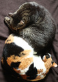 Yin and yang n&hellip;