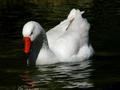 Mother Goose
