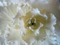 Mystery White &hellip;