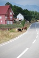 Friends on road