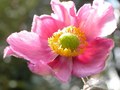 Potentilla nep&hellip;