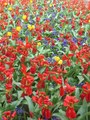 Tulipani,Crven&hellip;