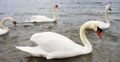 Labuđe jezero &hellip;