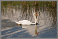 Swan Tales