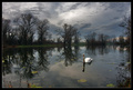 Jezero labuđe