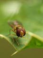 plitki dof 2 :&hellip;