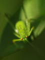 plitki dof 3 :&hellip;