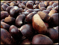 ... kesteni - &hellip;