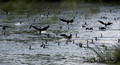 Unski kormoran&hellip;