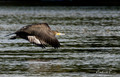 Unski kormoran&hellip;
