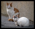 ... double cat&hellip;