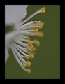 ... antenice .&hellip;