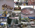 18.Kestenijada&hellip;