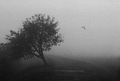 u crni grm se &hellip;