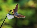 butterfly love&hellip;