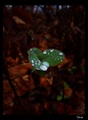 Flower of the &hellip;