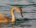 Pogled ispod o&hellip;