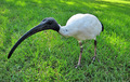 Black-headed I&hellip;