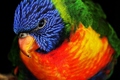 rainbow lorike&hellip;