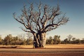  Australian Bo&hellip;