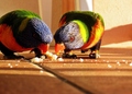 Rainbow lorike&hellip;