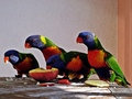 Rainbow lorike&hellip;