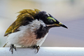 Blue-faced Hon&hellip;