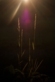 Whispering gra&hellip;
