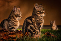 New Kids On Th&hellip;