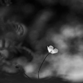 Nigh in white &hellip;