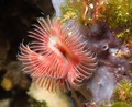 Serpula vermic&hellip;