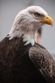 American eagle