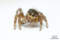 Osmerooki ured&hellip;