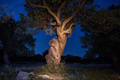 dama s maslino&hellip;