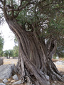 Najstarija lun&hellip;