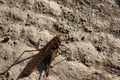 bug's lif&hellip;